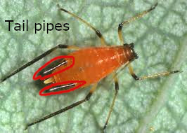 Aphid with Tail Pipes