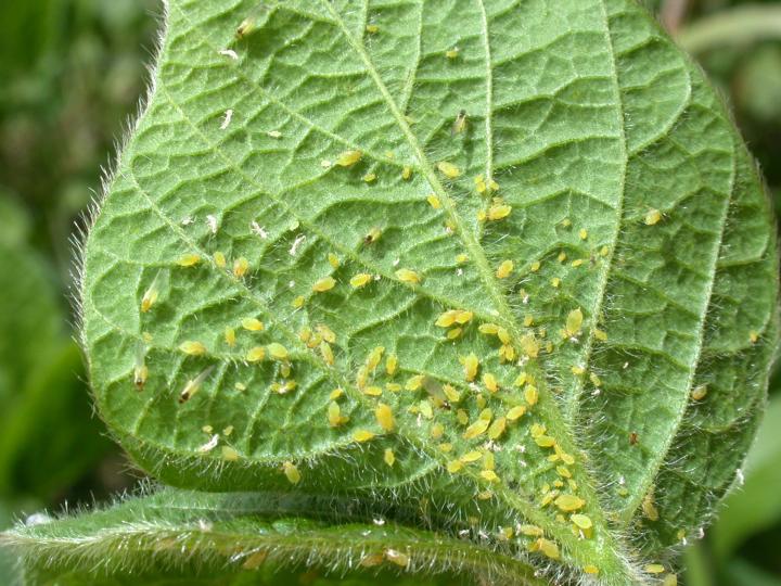 Group of Aphids