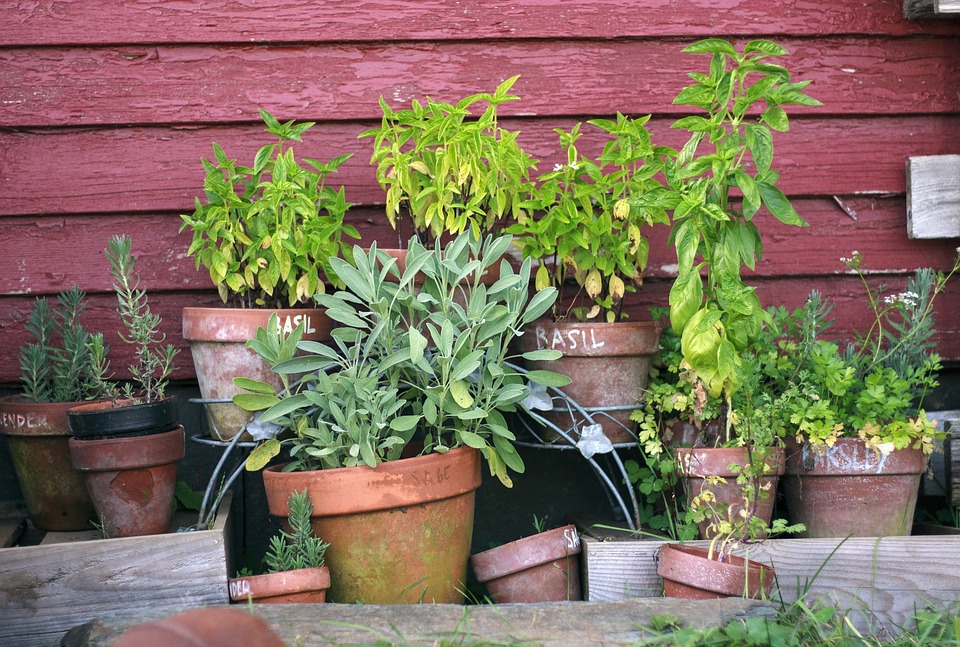 Herb Garden Including Basil & Parsley