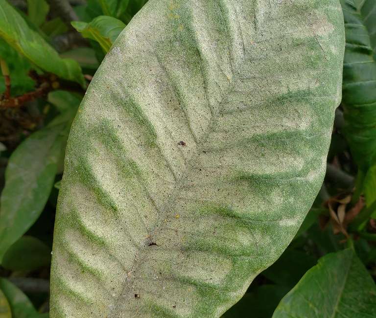 Stiffling Leaf
