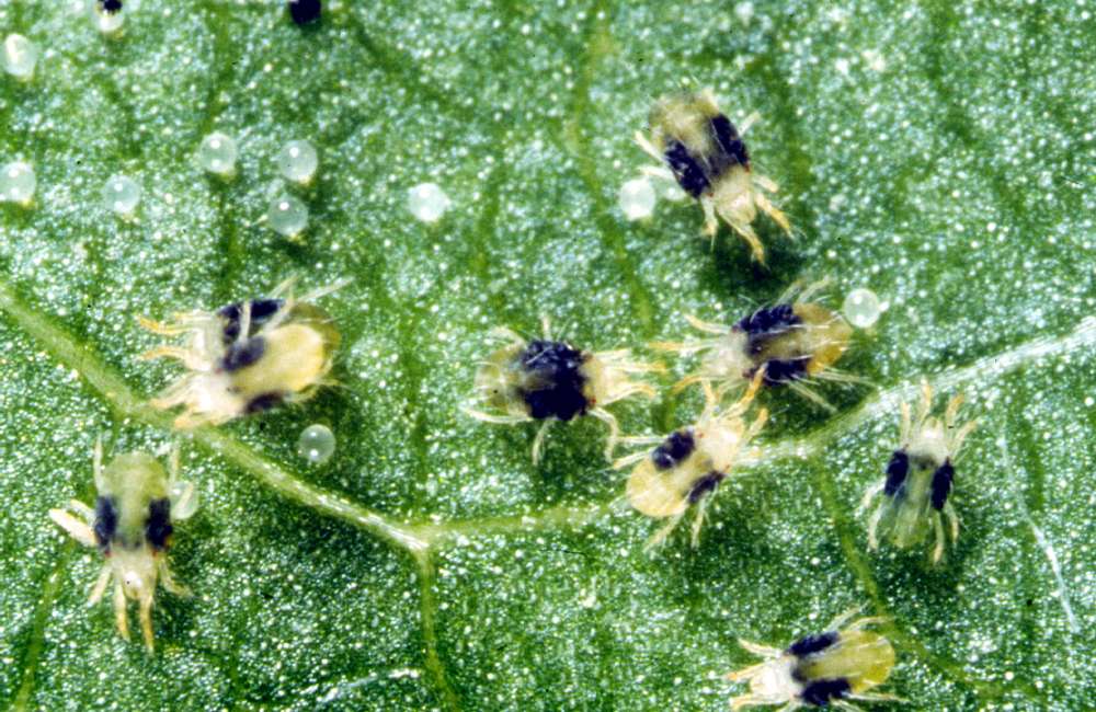 Two-Spotted Spider Mites